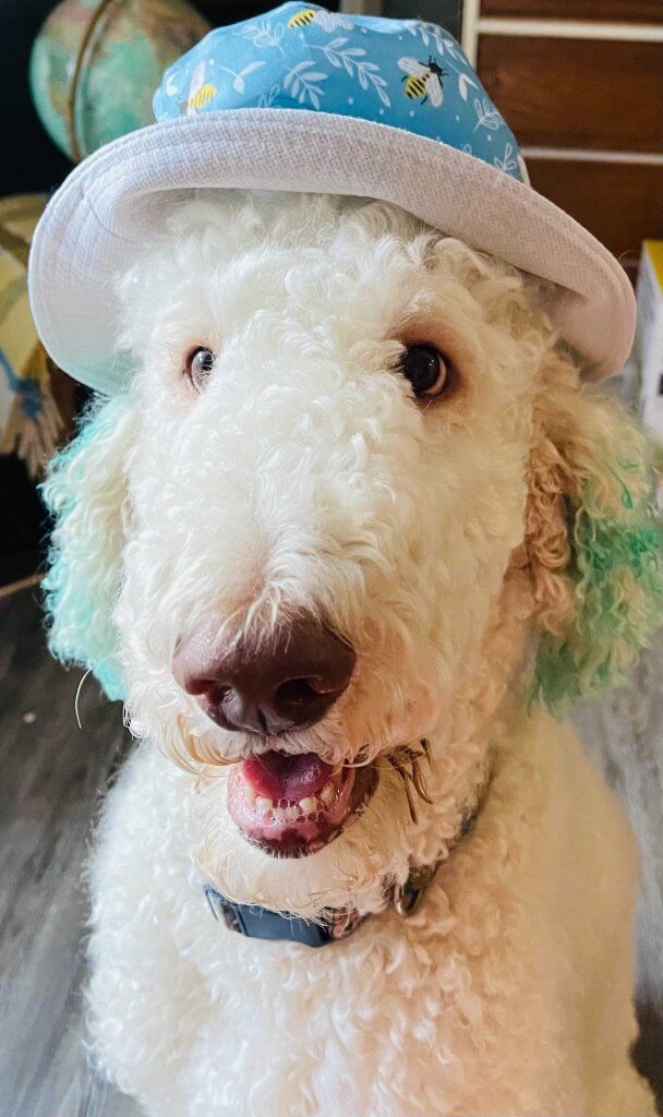 Cynthia's poodle